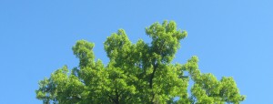 bbbq_IMG_2748